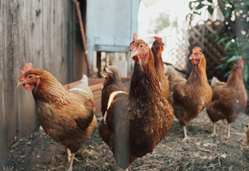 Les Bons-Villers: deux poules par ménage pour vous aider à gérer vos déchets ! 