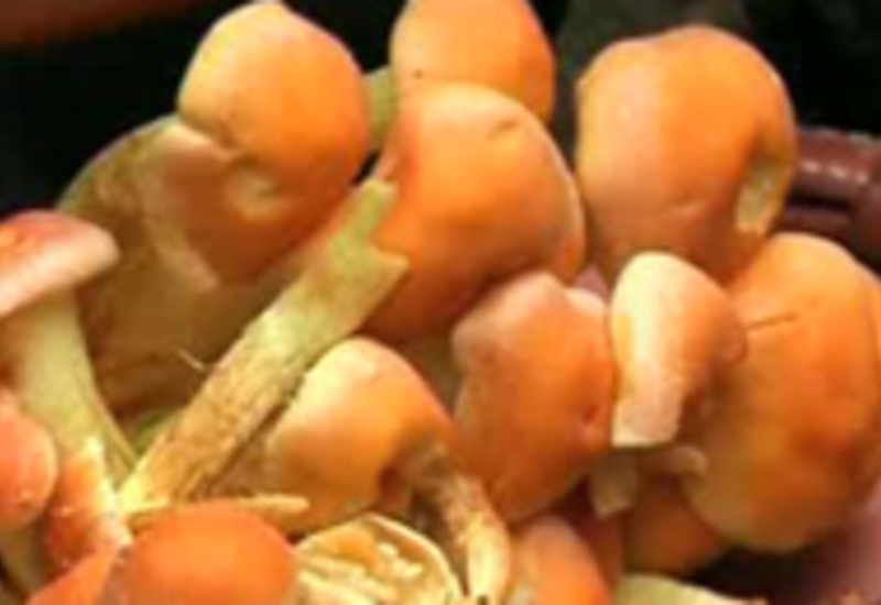 21/10/12 : A la cueillette des champignons