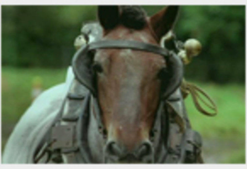 23/08/11 : La Fête à l'Ancienne met le cheval de trait à l'honneur