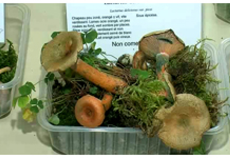 03/11/12 : Expo de champignons