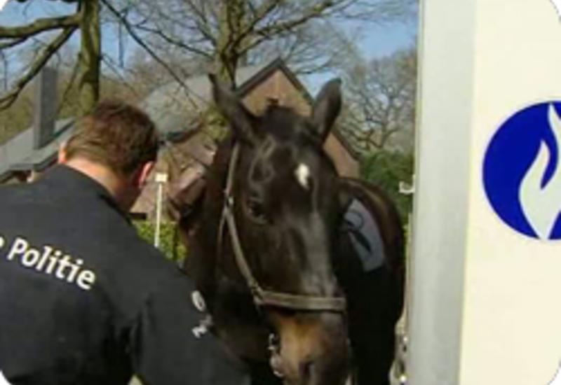 06/04/11 : LES CHEVAUX DE LA CAVALERIE DE LA POLICE FEDERALE 