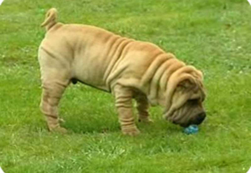 13/04/11 : LE PORTRAIT DU SHAR PEI 