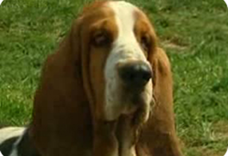 18/05/11 : PORTRAIT DU BASSET HOUND