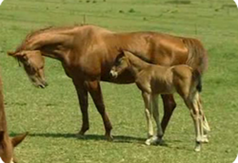 15/06/11 : UN CHEVAL AU VERT