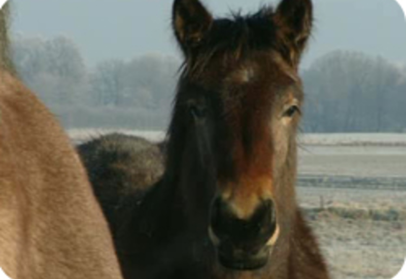 16/02/12 : LES PROTEGER DU FROID