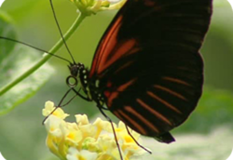 07/06/12 : LA GRANGE AUX PAPILLONS