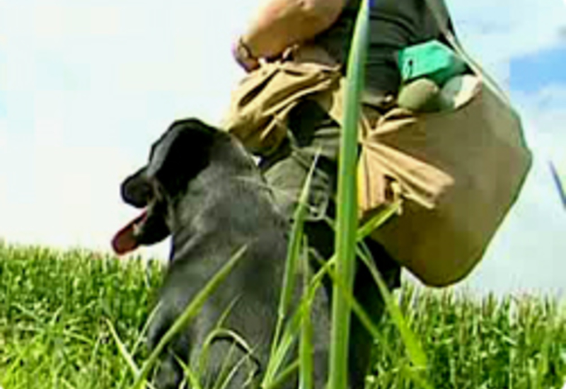 25/10/12 : PORTRAIT DU LABRADOR RETRIEVER (2/2) 