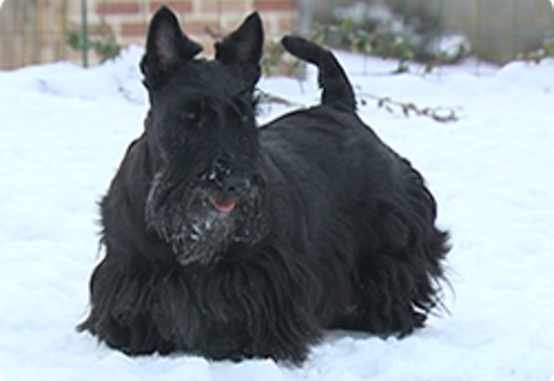 14/02/13 : PORTRAIT DU SCOTTISH TERRIER