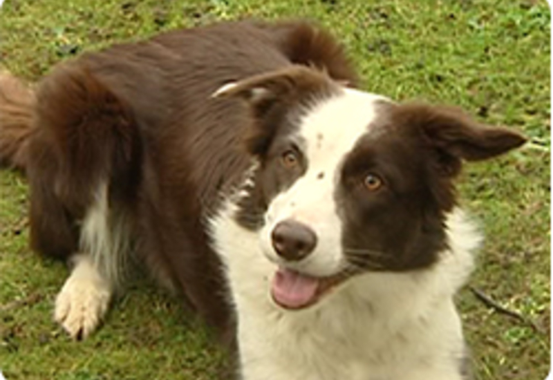 21/02/13 : LES SIGNAUX D'APAISEMENT chez LE CHIEN