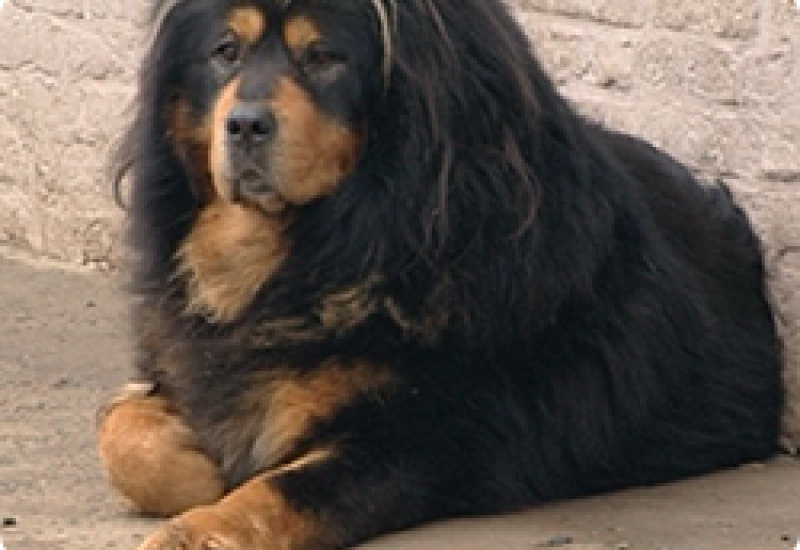 07/03/13 : PORTRAIT du DOGUE du TIBET