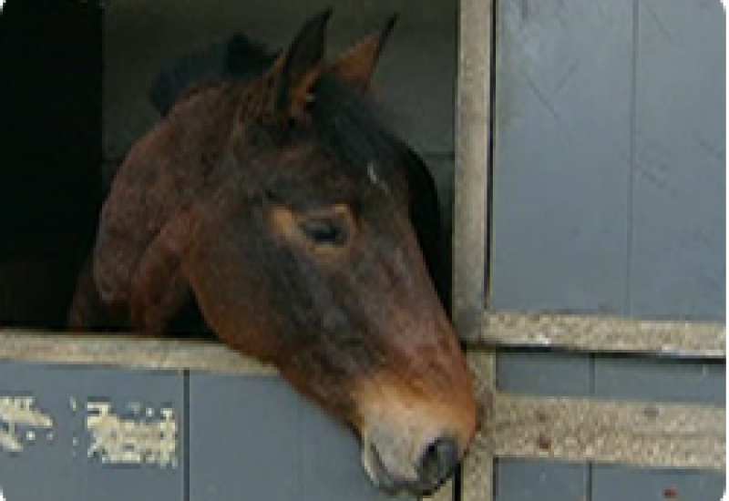 14/03/13 : CHEVAUX A L'ADOPTION