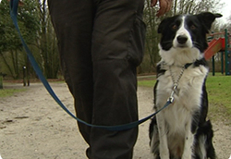 04/04/13 : COMMENT BIEN TENIR SON CHIEN A LA LAISSE ?