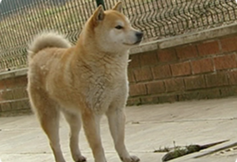 02/05/13 : PORTRAIT DU SHIBA INU