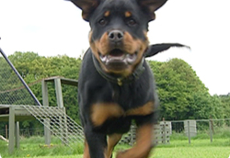 30/05/13 : PORTRAIT DU ROTTWEILER