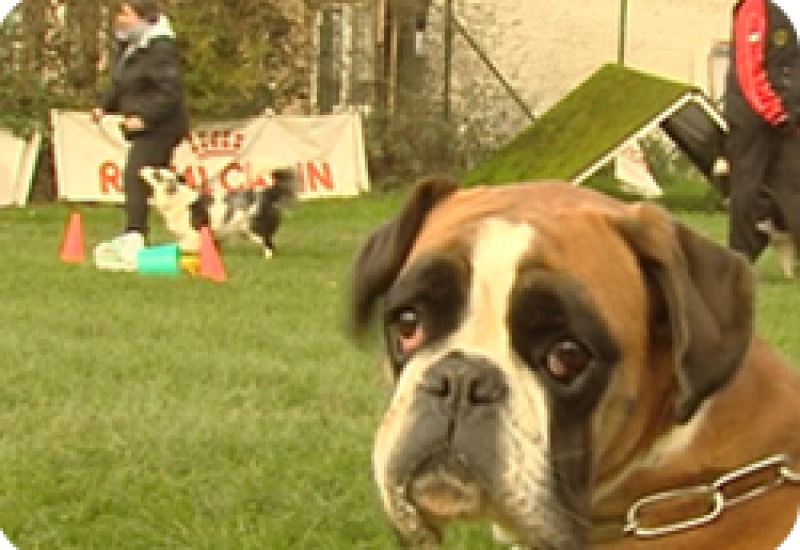 28/11/13 : RENCONTRES INTERCLUBS CANINS