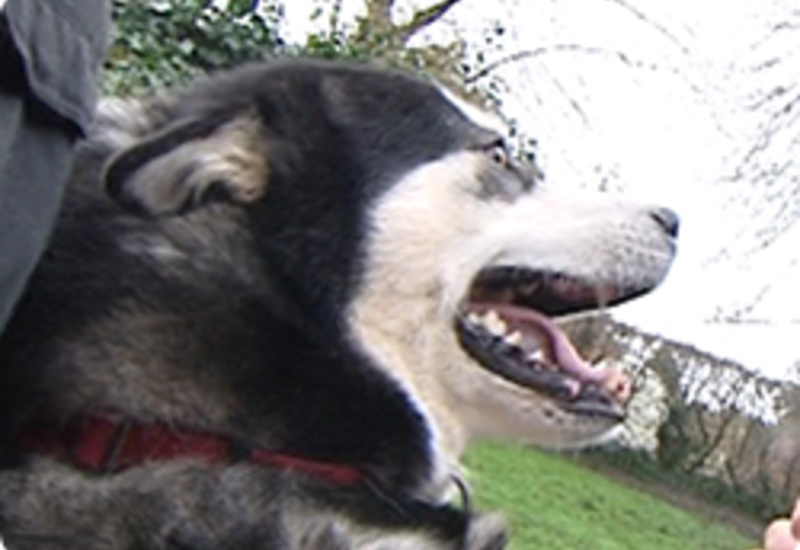 13/02/14 : PORTRAIT DU MALAMUTE