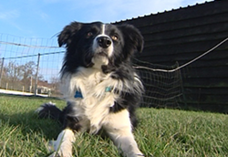 06/03/14 : PORTRAIT DU BORDER COLLIE