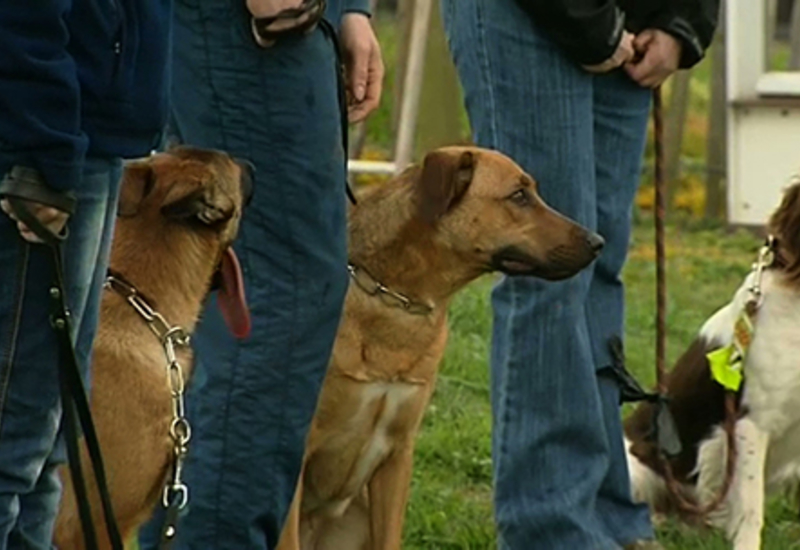 17/04/14 : LE CENTRE CANIN DE FORMATION DE RANSART