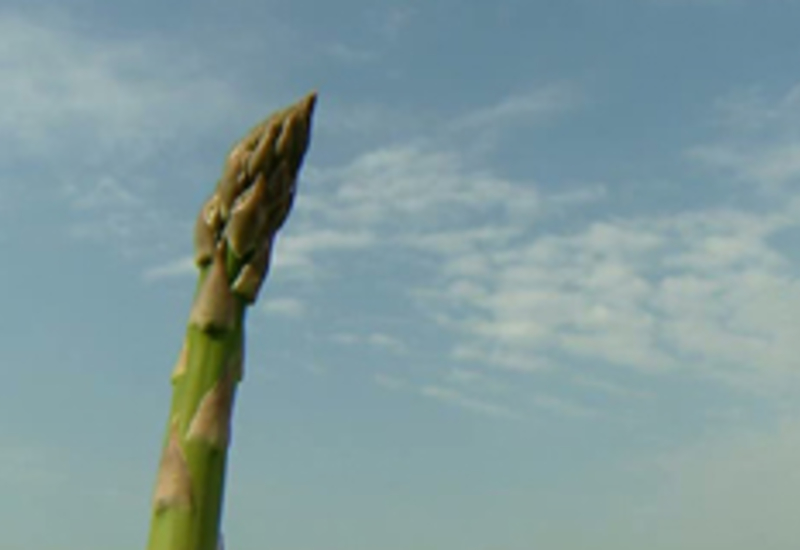 02/05/11 : Culture d'asperges à Liberchies