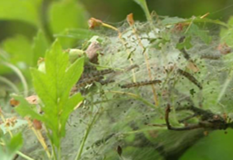 16/05/11 : Invasion de chenilles