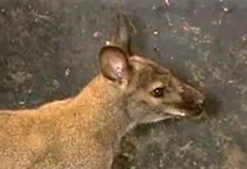 08/07/11 : Un wallaby à la S.P.A.