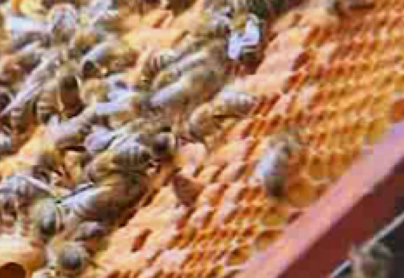 19/07/11 : Du miel et des abeilles