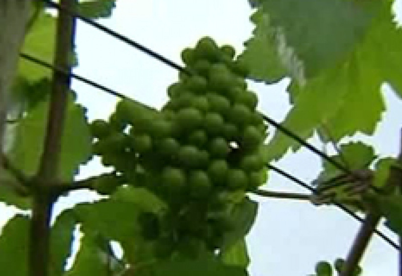 22/07/11 : Vignoble de la Mazelle