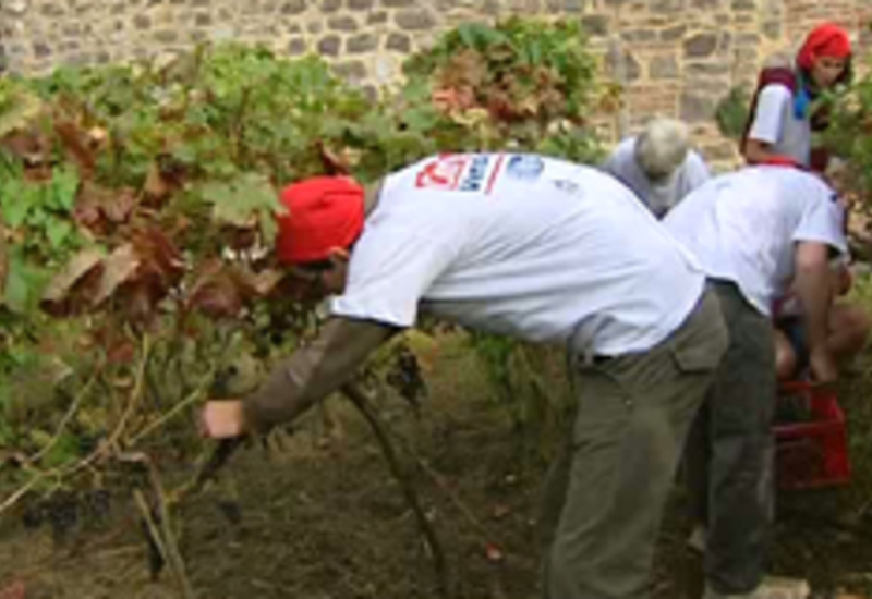 19/09/11 : Vendanges du "Clos des Zouaves"
