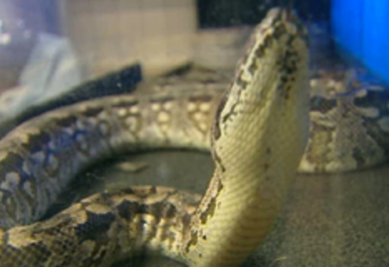 22/09/11 : Un boa constrictor à la SPA