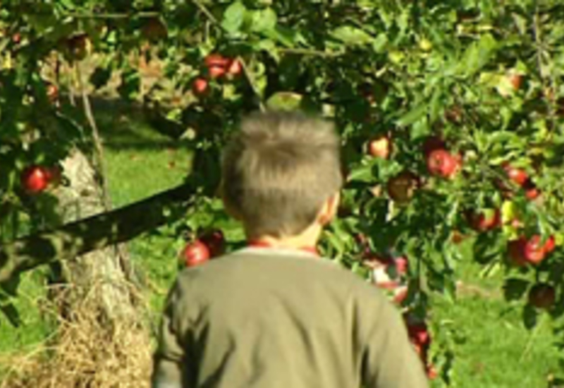 03/10/11 : Pressage des pommes à Robechies