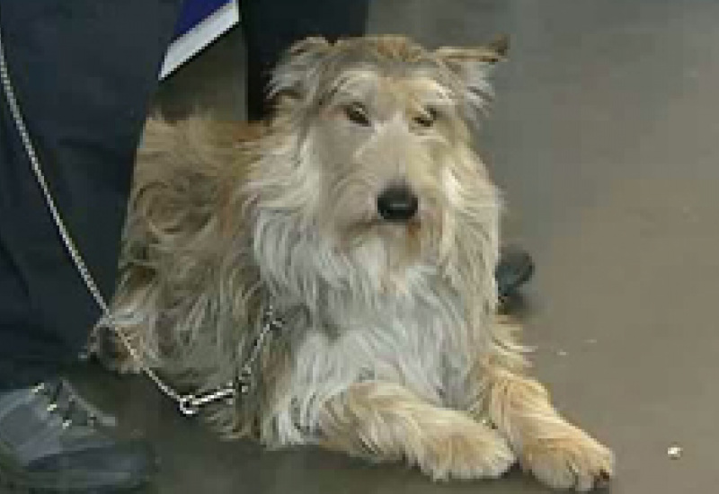 12/10/11 : Expo canine