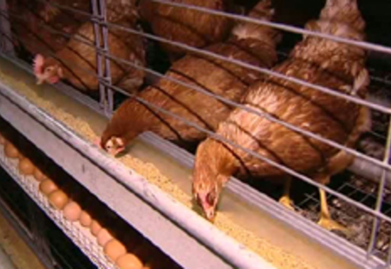 04/01/12 : Elevage de poules en batterie