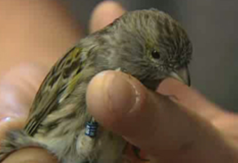 18/01/12 : Bourse d'oiseaux à Fleurus