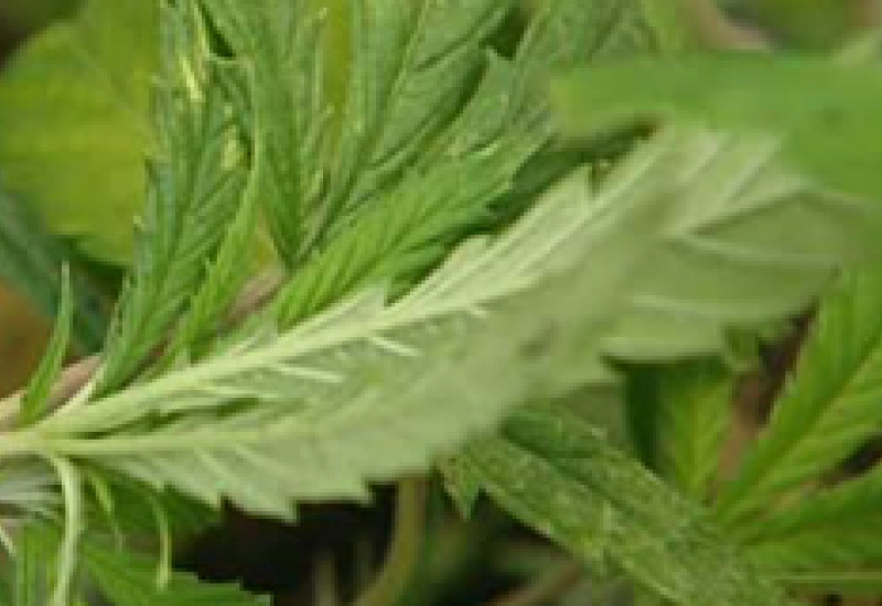 17/02/12 : Usine à cannabis à Marchienne