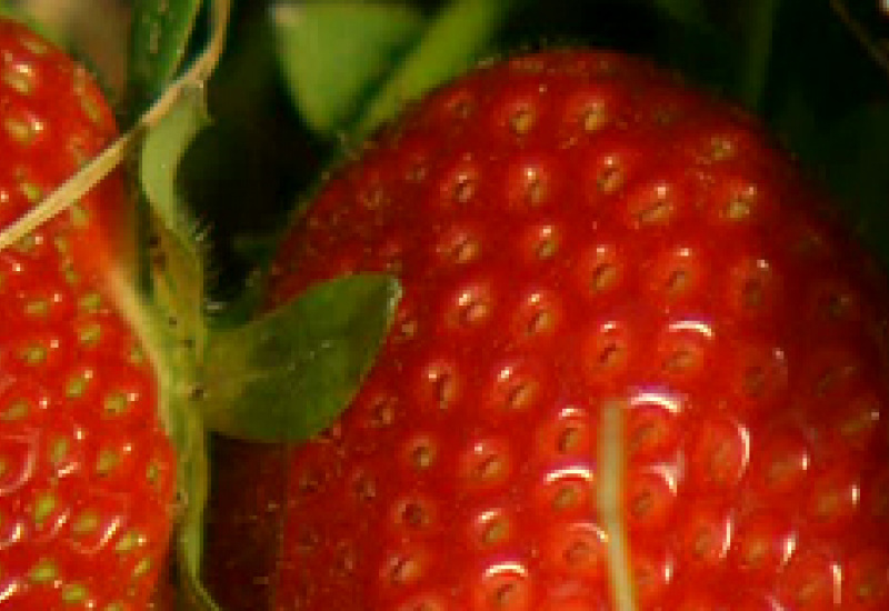 18/05/12 : Fraises de Liberchies