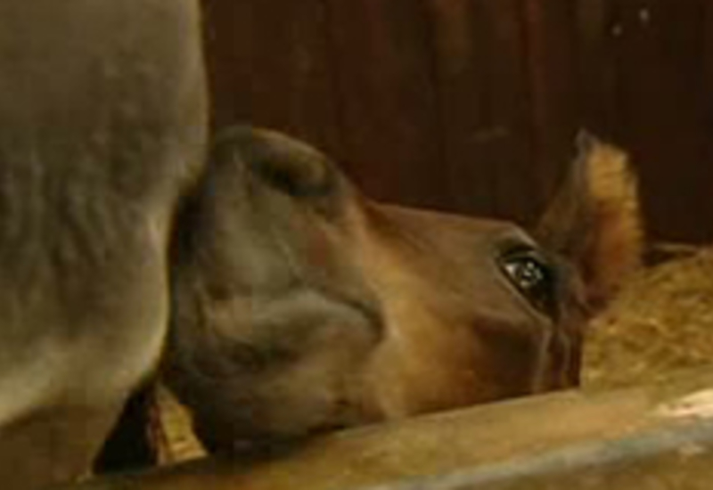 29/06/12 : Haras de l'Oise