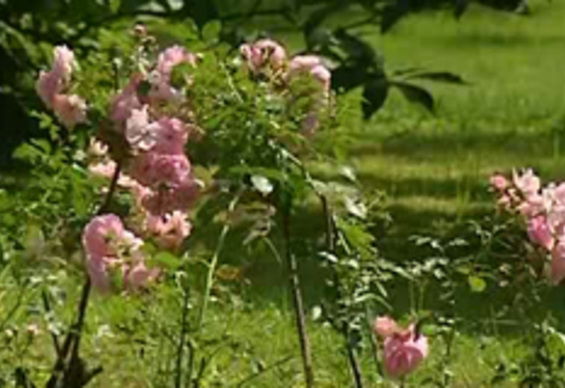 03/08/12 : Fête des jardins à Beaumont
