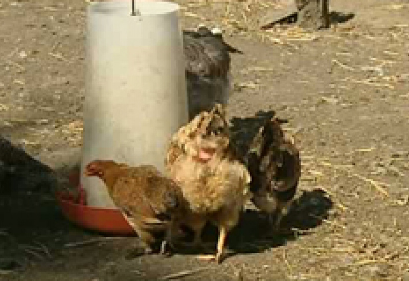 23/08/12 : Stage à la ferme du Martinet