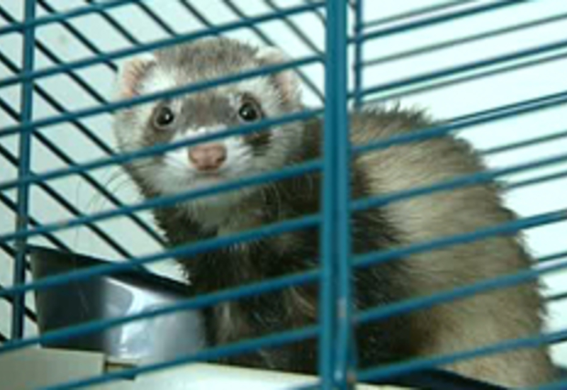 18/09/12 : L'ASBL "Cody's Ferret" en danger