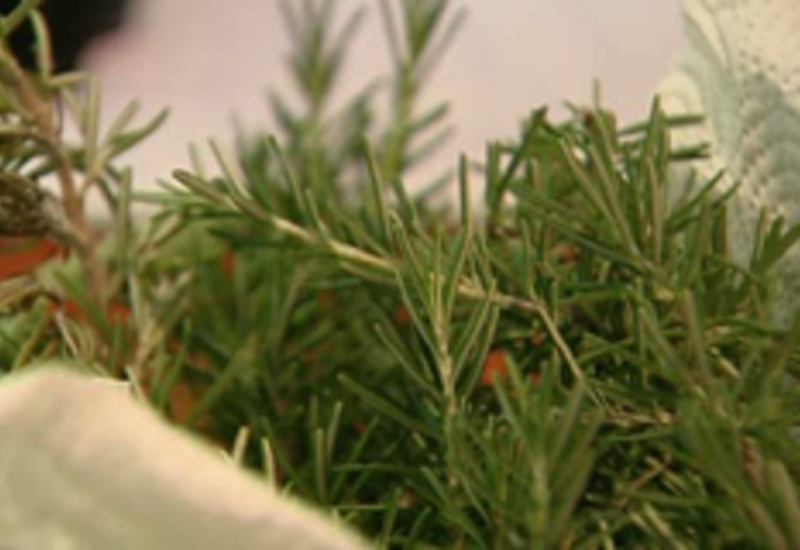 20/09/12 : Gastronomie sauvage