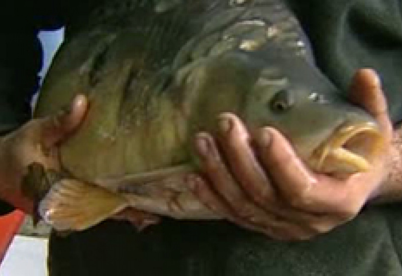 15/11/12 : Fête du poisson