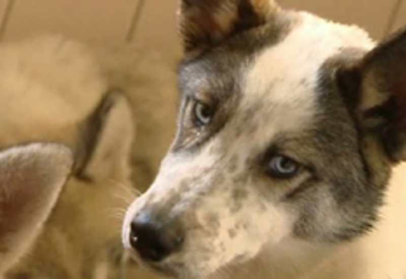 22/11/12 : Huskies saisis par la SPA