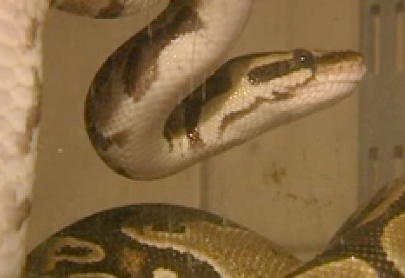 03/12/12 : Pythons saisis par la SPA