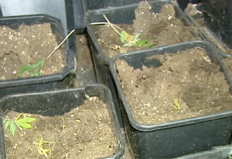 05/12/12 : Saisie de cannabis à Charleroi-Nord