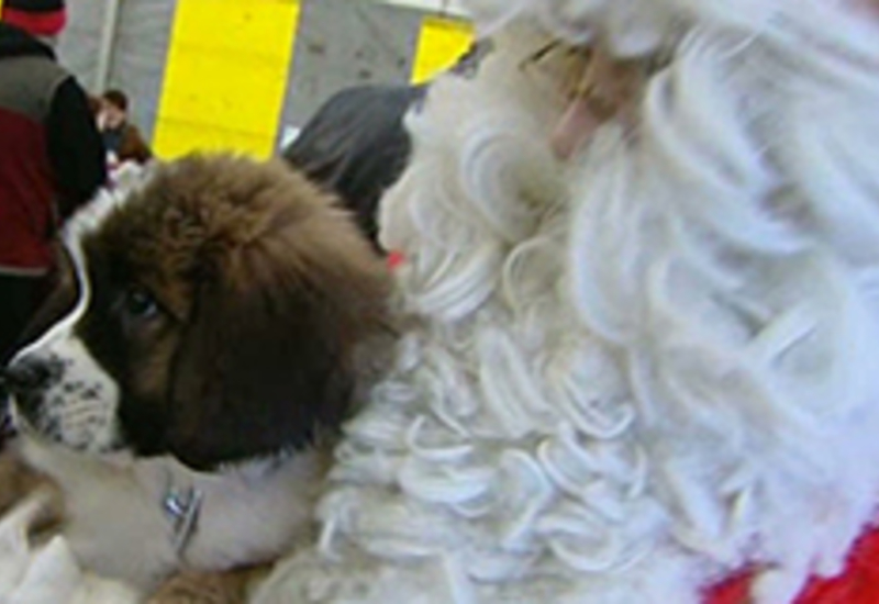 21/12/12 : Le Noël des animaux