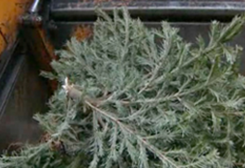 07/01/13 : Ramassage des sapins