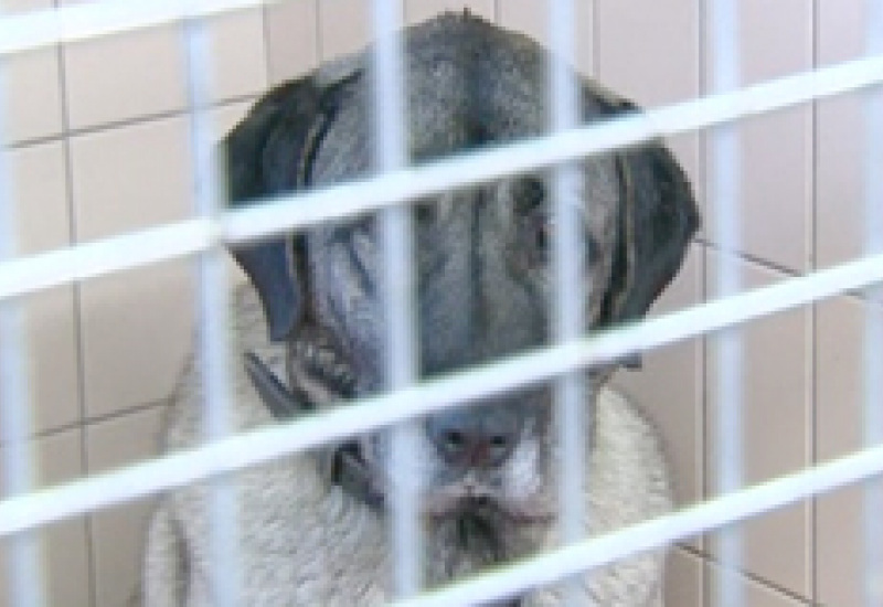 15/01/13 : Attaque de chiens à Montigny-le-Tilleul
