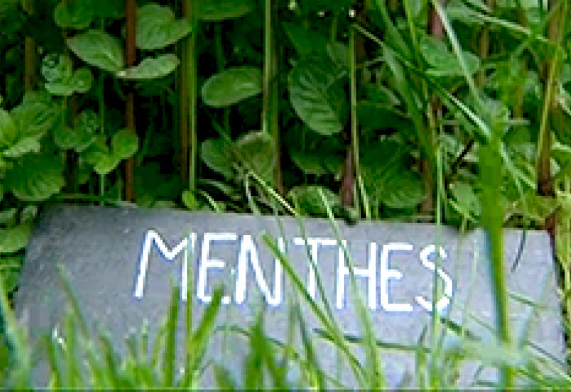 24/05/13 : Un an après, le jardin médicinal