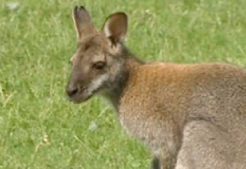 19/08/13 : Un wallaby à Marcinelle