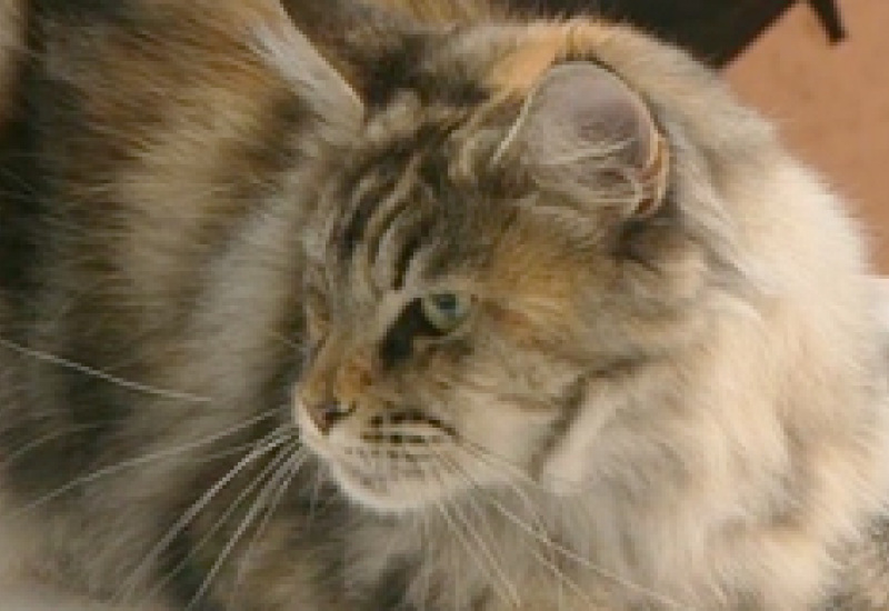 28/08/13 : Salon du chat